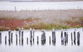Gabbiani sulle palafitte nella Laguan di Venezia -LocalitÃÂ  di Taglio del Sile Royalty Free Stock Photo